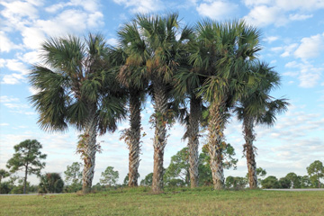 Tall palm trees for sale in Northwest Florida.