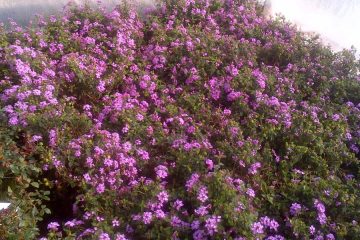 Find ground cover plants for sale in PCB